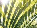 Green palm leaf transparent silhouette on sun. Palm leaf closeup.