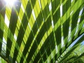 Green palm leaf transparent silhouette on sun. Palm leaf closeup.