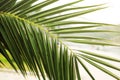 Green palm leaf. Tropical island jungle abstract photo. Sunny day in exotic place. Tourist hotel or resort banner