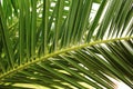 Green palm leaf. Tropical island jungle abstract photo. Sunny day in exotic place. Tourist hotel or resort banner