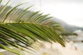 Green palm leaf. Tropical island jungle abstract photo. Sunny day in exotic place. Tourist hotel or resort banner Royalty Free Stock Photo