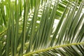 Green palm leaf. Tropical island jungle abstract photo. Sunny day in exotic place. Tourist hotel or resort banner Royalty Free Stock Photo