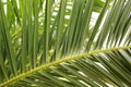 Green palm leaf. Tropical island jungle abstract photo. Sunny day in exotic place. Tourist hotel or resort banner