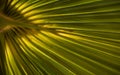 Green palm leaf up to the light close-up.