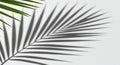 Green palm leaf in the upper left corner casts a shadow on a light gray surface. The Royalty Free Stock Photo
