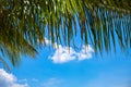 Green palm leaf and white cloud on blue sky background. Peaceful tropical island abstract photo. Sunny day exotic place Royalty Free Stock Photo