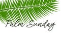 Green Palm leafs icon. Vector illustration for the Christian holiday Palm Sunday