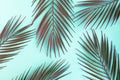Green palm leafs pattern on blue pastel background. Royalty Free Stock Photo