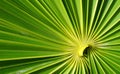 Green palm leave background Royalty Free Stock Photo