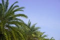 Green palm leaves against a blue sky background Green tree with long branches Royalty Free Stock Photo