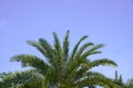 Green palm leaves against a blue sky background Green tree with long branches Royalty Free Stock Photo