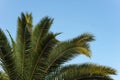 Green palm leaves against clear blue sky Royalty Free Stock Photo