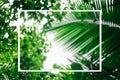 Green palm leaves as background.Palm Sunday concept. Royalty Free Stock Photo