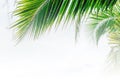 Green palm leaves as background.Palm Sunday concept. Royalty Free Stock Photo