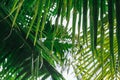 Green palm leaves as background.Palm Sunday concept. Royalty Free Stock Photo