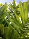 green palm leaves backgrpund