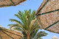 Green palm leaves and beach umbrellas tropical background