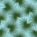 Green palm leaves on a blue background livistona rotundifolia pa