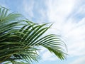 Green palm leaves on blue sky background. Happy Palm Sunday backgrounds.