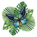 Green tropical palm leaves Monstera Likuala. Blue, turquoise butterfly. Hand-drawn watercolor illustration isolated on