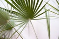 Green palm leaves blurred background.