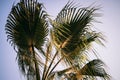 green palm leaves and branches of a tropical exotic palm tree at sunset in the sunlight on blue sky background in summer nature. v Royalty Free Stock Photo