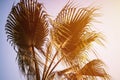 green palm leaves and branches of a tropical exotic palm tree at sunset in the sunlight on blue sky background in summer nature. v Royalty Free Stock Photo