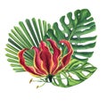 Green palm leaves with gloriosa flower. Monstera Likuala Jungle tropical exotic foliage. Hand-drawn watercolor
