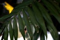 Green palm leaves of houseplants