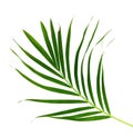 Green palm leaves isolated on white background, clipping path in Royalty Free Stock Photo