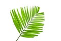 Green palm leaves isolated on white background, clipping path in Royalty Free Stock Photo