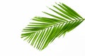 Green palm leaves isolated on white background, clipping path in Royalty Free Stock Photo