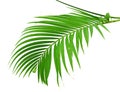 Green palm leaves isolated on white background, clipping path in Royalty Free Stock Photo