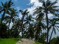 Green palm leaves. Low angle view. Tropical jungle of palm trees on blue sky background Royalty Free Stock Photo