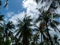 Green palm leaves. Low angle view. Tropical jungle of palm trees on blue sky background Royalty Free Stock Photo