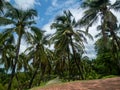 Green palm leaves. Low angle view. Tropical jungle of palm trees on blue sky background Royalty Free Stock Photo