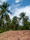 Green palm leaves. Low angle view. Tropical jungle of palm trees on blue sky background Royalty Free Stock Photo