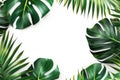 Green palm leaves and monsteras on a white background. Copy spase, flat lay. Generative AI