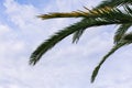 green palm leaves pattern, leaf closeup isolated against blue sky with clouds. coconut palm tree brances at tropical Royalty Free Stock Photo