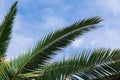 green palm leaves pattern, leaf closeup isolated against blue sky with clouds. coconut palm tree brances at tropical Royalty Free Stock Photo