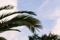 green palm leaves pattern, leaf closeup isolated against blue sky with clouds. coconut palm tree brances at tropical Royalty Free Stock Photo