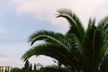 green palm leaves pattern, leaf closeup isolated against blue sky with clouds. coconut palm tree brances at tropical Royalty Free Stock Photo