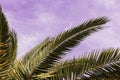 green palm leaves pattern, leaf closeup isolated against blue sky with clouds. coconut palm tree brances at tropical Royalty Free Stock Photo