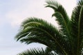 green palm leaves pattern, leaf closeup isolated against blue sky with clouds. coconut palm tree brances at tropical Royalty Free Stock Photo