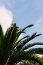 green palm leaves pattern, leaf closeup isolated against blue sky with clouds. coconut palm tree brances at tropical Royalty Free Stock Photo