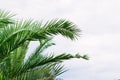 green palm leaves pattern, leaf closeup isolated against blue sky with clouds. coconut palm tree brances at tropical Royalty Free Stock Photo