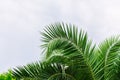 green palm leaves pattern, leaf closeup isolated against blue sky with clouds. coconut palm tree brances at tropical Royalty Free Stock Photo