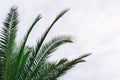 green palm leaves pattern, leaf closeup isolated against blue sky with clouds. coconut palm tree brances at tropical Royalty Free Stock Photo