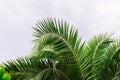 green palm leaves pattern, leaf closeup isolated against blue sky with clouds. coconut palm tree brances at tropical Royalty Free Stock Photo