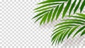 Green Palm Leaves with Shadow silhouette on transparent background, Tropical Coconut Leaf Overlay on wall,Vector Element object Royalty Free Stock Photo